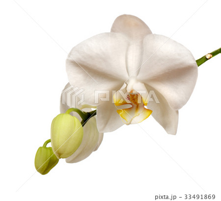 Beautiful white orchid flowers with buttons 33491869