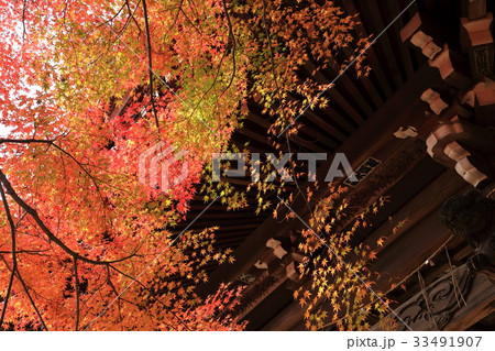東漸寺の秋　（千葉県松戸市とうぜんじ） 33491907