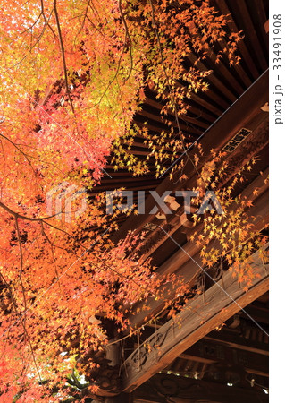 東漸寺の秋 (千葉県松戸市とうぜんじ) 東漸寺の秋 (千葉県松戸市とうぜんじ) 33491908