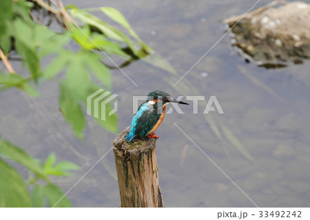 Common Kingfisher♂(カワセミ) Common Kingfisher♂(カワセミ) 33492242