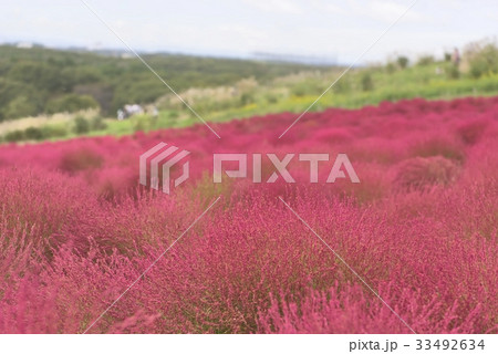 茨城県国営ひたち海浜公園！秋のコキア 33492634