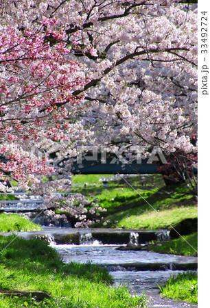観音寺川の桜並木（猪苗代町） 33492724