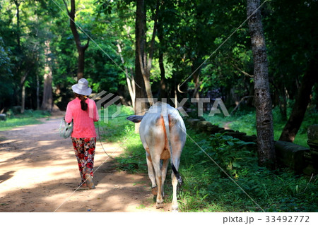 カンボジアの農道 カンボジアの農道 33492772