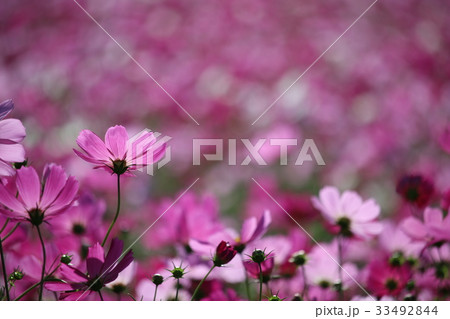 コスモス コスモス 33492844