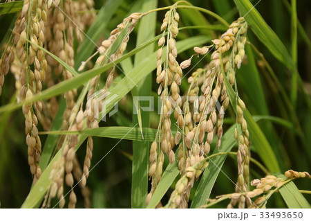 首を垂れる稲穂 33493650
