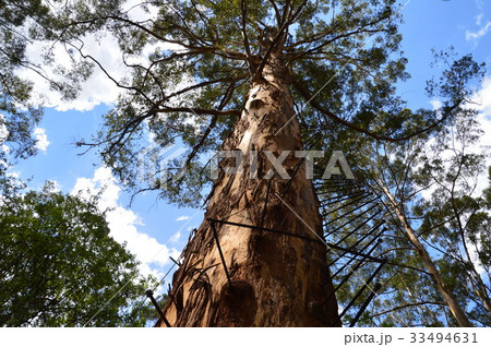 グロウセスターツリー 33494631