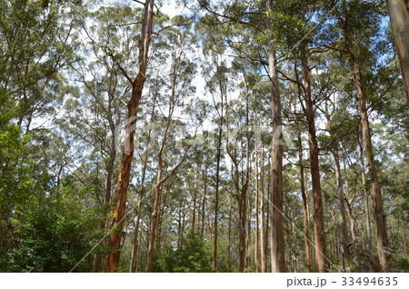 カリーの森 33494635