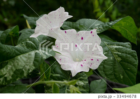 アサガオ196 33494678