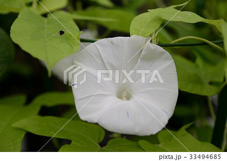 アサガオ202 33494685