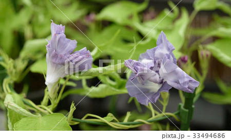 アサガオ203 アサガオ203 33494686