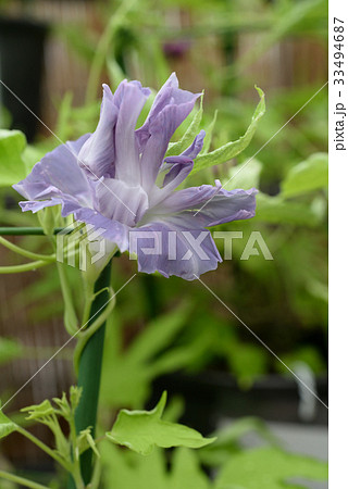 アサガオ204 アサガオ204 33494687