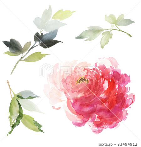 Set of watercolor large peony for greeting card. Set of watercolor large peony for greeting card. 33494912