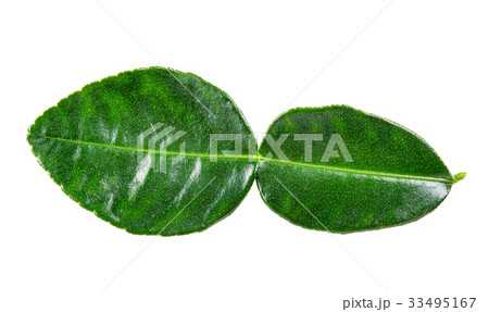 Bergamot leaf isolated on the white background Bergamot leaf isolated on the white background 33495167