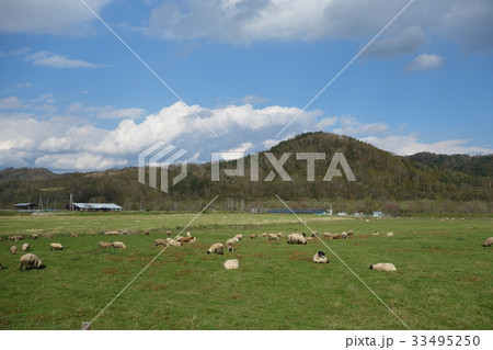 北海道　羊のいる風景 33495250