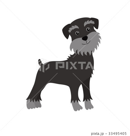 dog Schnauzer black 33495405