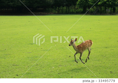 奈良 夏の鹿寄せの写真素材