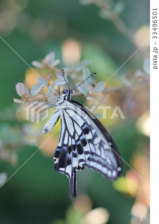 アゲハ(側面)03 アゲハ(側面)03 33496501