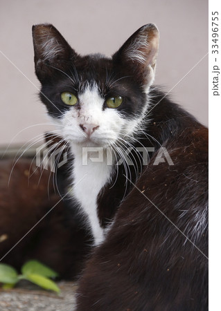 野良猫の写真 33496755