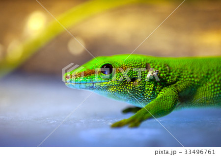 Green gecko lizard Green gecko lizard 33496761