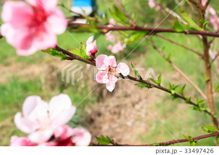 Bee on peach flower. Beekeeping 33497426