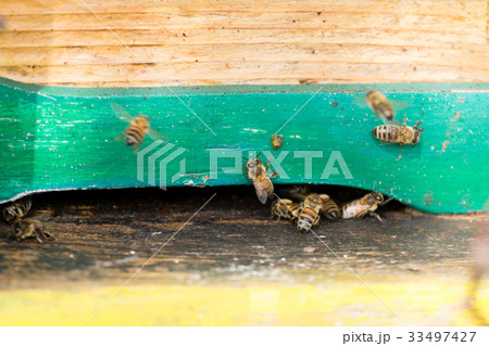 Bee with pollen that enter in the hive 33497427