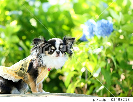 チワワと紫陽花 33498218
