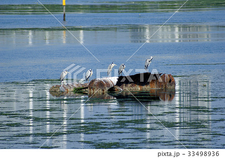 谷津干潟と野鳥観察 33498936