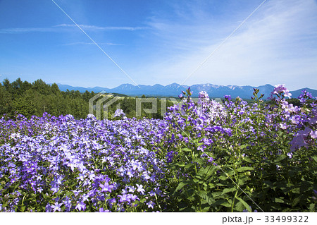 青空とカンパニュラ 青空とカンパニュラ 33499322