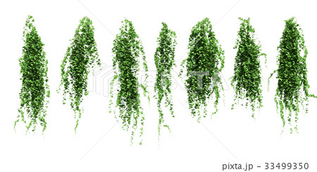 Ivy Set Stock Illustration