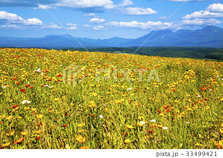 ポピーと夏空 33499421