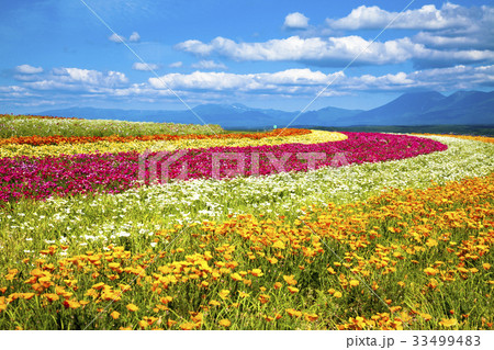 ポピーと夏空 33499483