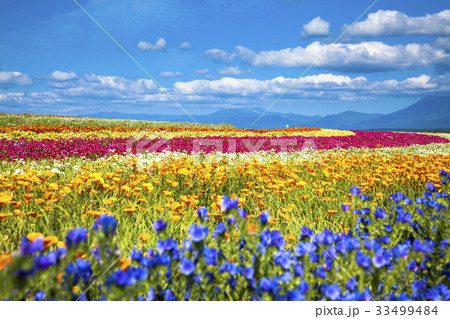 ポピーと夏空 33499484