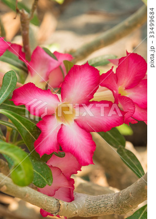 アデニウム オベスムの写真素材