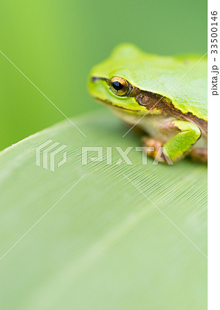 雨蛙 33500146