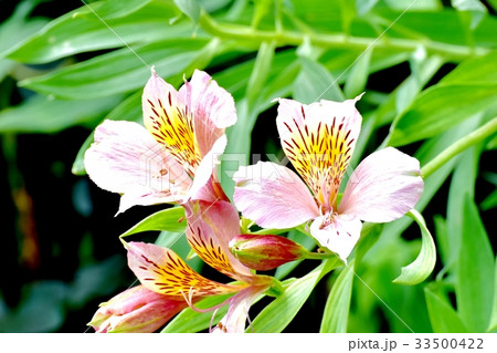 三鷹の花 植物 三鷹中原に咲くアルストロメリア 三鷹の花 植物 三鷹中原に咲くアルストロメリア 33500422