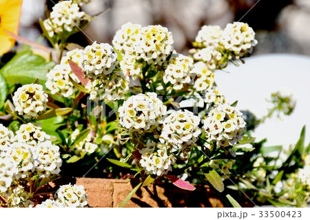 三鷹の花 植物 三鷹中原に咲くアリッサム 33500423