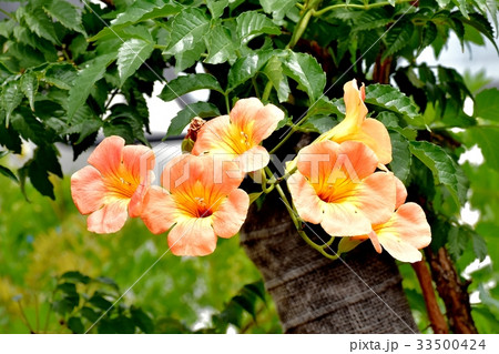 三鷹の花 植物 三鷹中原に咲くノウゼンカズラ 三鷹の花 植物 三鷹中原に咲くノウゼンカズラ 33500424