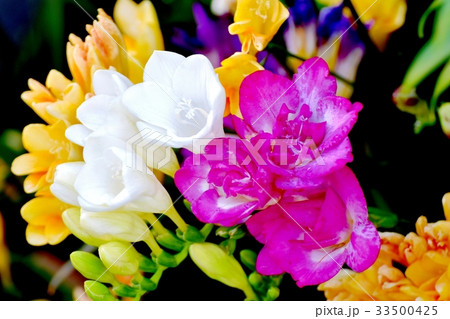 三鷹の花 植物 三鷹中原に咲くフリージア 33500425