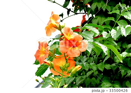 三鷹の花 植物 三鷹中原に咲くノウゼンカズラ 33500426