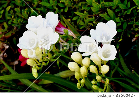 東京三鷹の花 植物 三鷹中原に咲く白いフリージア 33500427