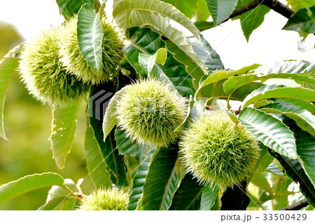 三鷹の花 植物 三鷹中原になる未完熟のクリ 33500429