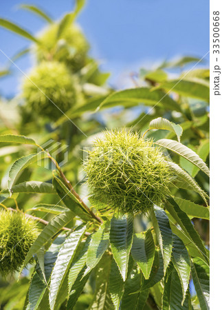 栗の木　秋の味覚　毬栗　イメージ素材 33500668