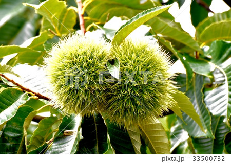 三鷹の花 植物 三鷹中原になる未完熟のクリ 33500732