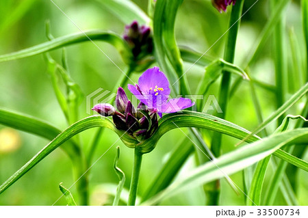 三鷹の花 植物 三鷹中原に咲くムラサキツユクサ 33500734