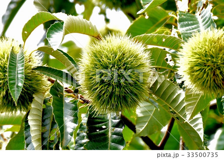 三鷹の花 植物 三鷹中原になる未完熟のクリ 三鷹の花 植物 三鷹中原になる未完熟のクリ 33500735