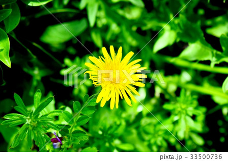 三鷹の花 植物 三鷹中原に咲くブタナ 三鷹の花 植物 三鷹中原に咲くブタナ 33500736