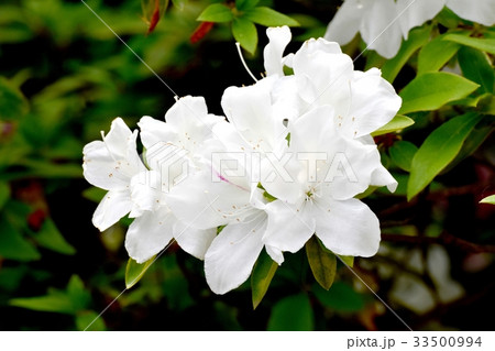 東京三鷹の花 植物 三鷹中原に咲く白いヒラドツツジ 東京三鷹の花 植物 三鷹中原に咲く白いヒラドツツジ 33500994