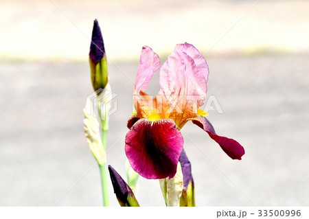 三鷹の花 植物 三鷹中原に咲くアヤメ 三鷹の花 植物 三鷹中原に咲くアヤメ 33500996