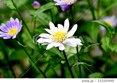 東京三鷹の花 植物 三鷹中原に咲く白いミヤマヨメナ 東京三鷹の花 植物 三鷹中原に咲く白いミヤマヨメナ 33500999