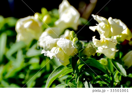 東京三鷹の花 植物 三鷹中原に咲く黄色いキンギョソウ 33501001